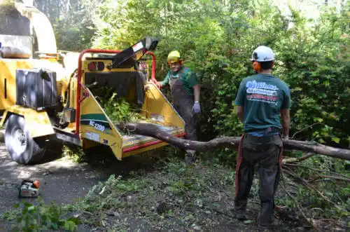 tree services Lake Dalecarlia